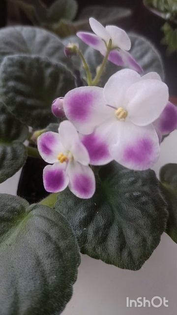 Моя фиалка.