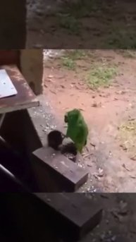 Чубам, да на всю ночь...