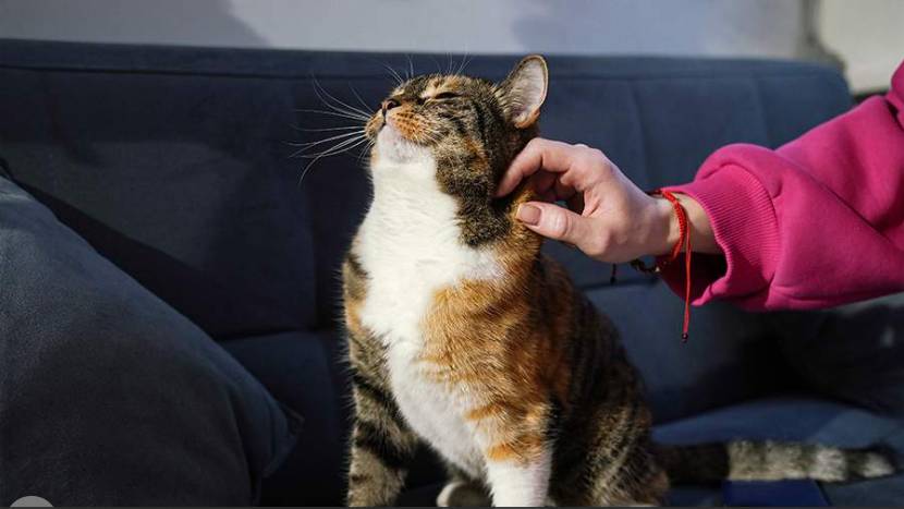 Житель Стамбула будет платить алименты на содержание котов после развода