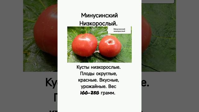Обзор интересных сортов томатов из моей коллекции в сезоне 2025...