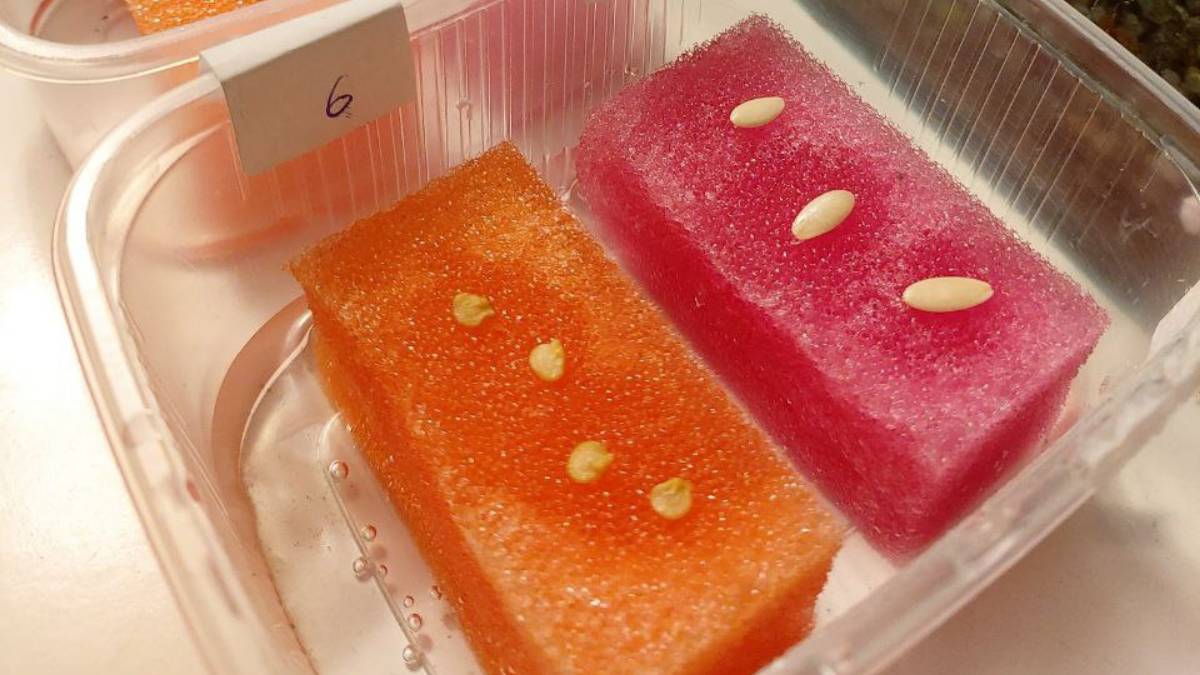 Обработка семян для домашнего огорода