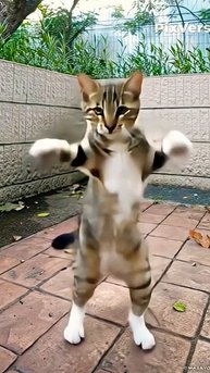 Cute Cat dance #cat #motorcat #cute #dance