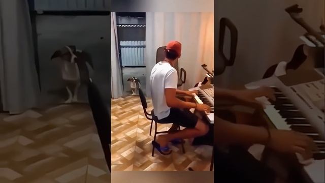 смешные видео с животными