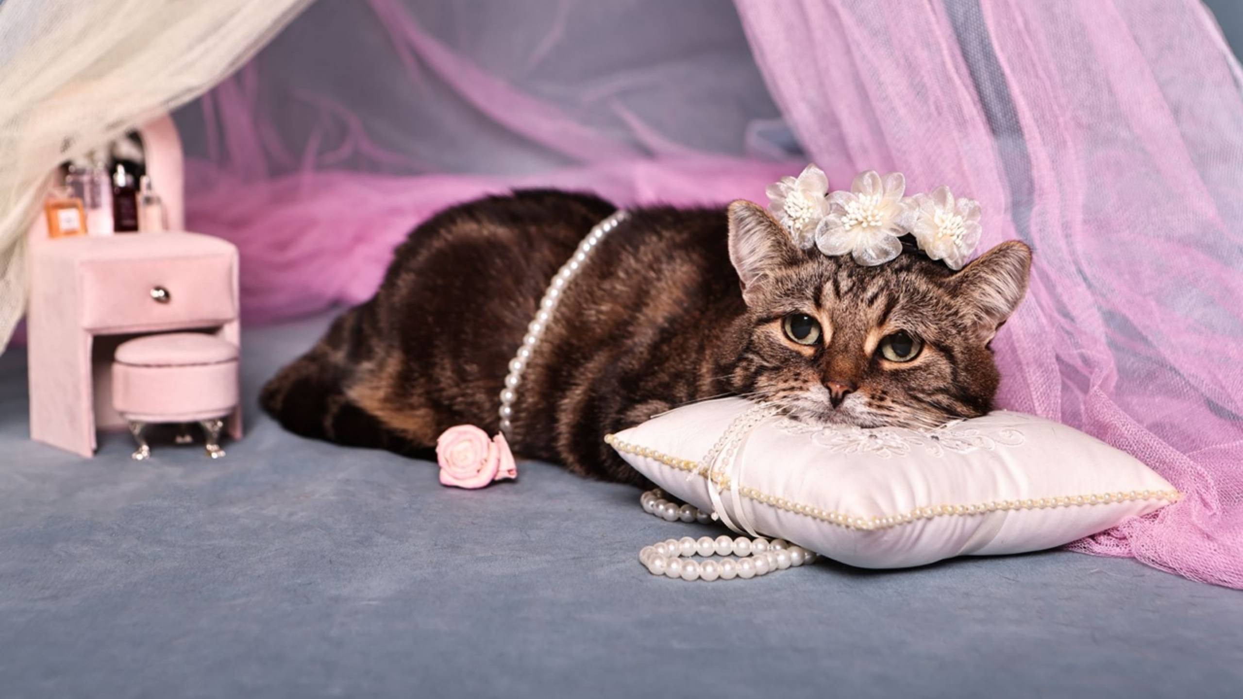 Кошка Фотоссесия ❤️   #фотоссесиякошки #кошкавдобрыеруки