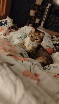 Ночные игры в подОдеяльные  "когшки- мышки". " Найди меня и схвати!"