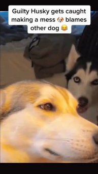 #котики #кошка #киса #домашниеживотные #кошки #пес #собакадругчеловека #собака #собаки #щенок #мимим