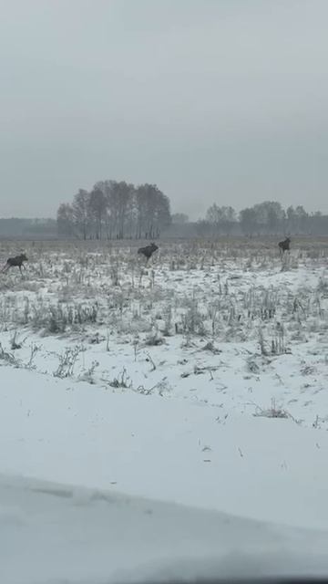 Встреча с лосиной семейкой!