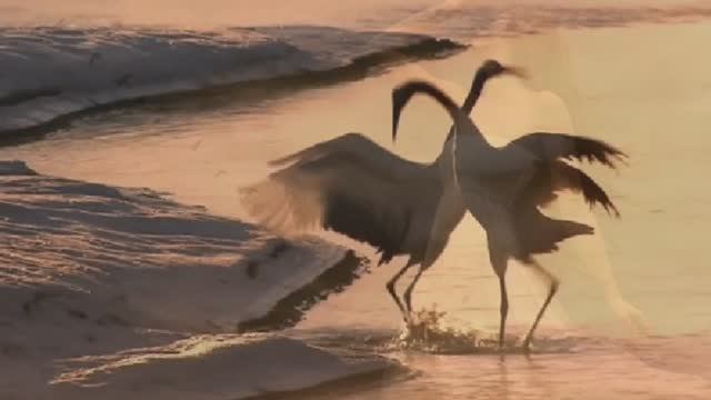 ПРЕМЬЕРА 2025 ! - СОВЕТ СЕДОГО ЧАРОДЕЯ - МУДРАЯ ЖИЗНЕННАЯ ПЕСНЯ, ПОСЛУШАЙТЕ ! 🕊️♥️