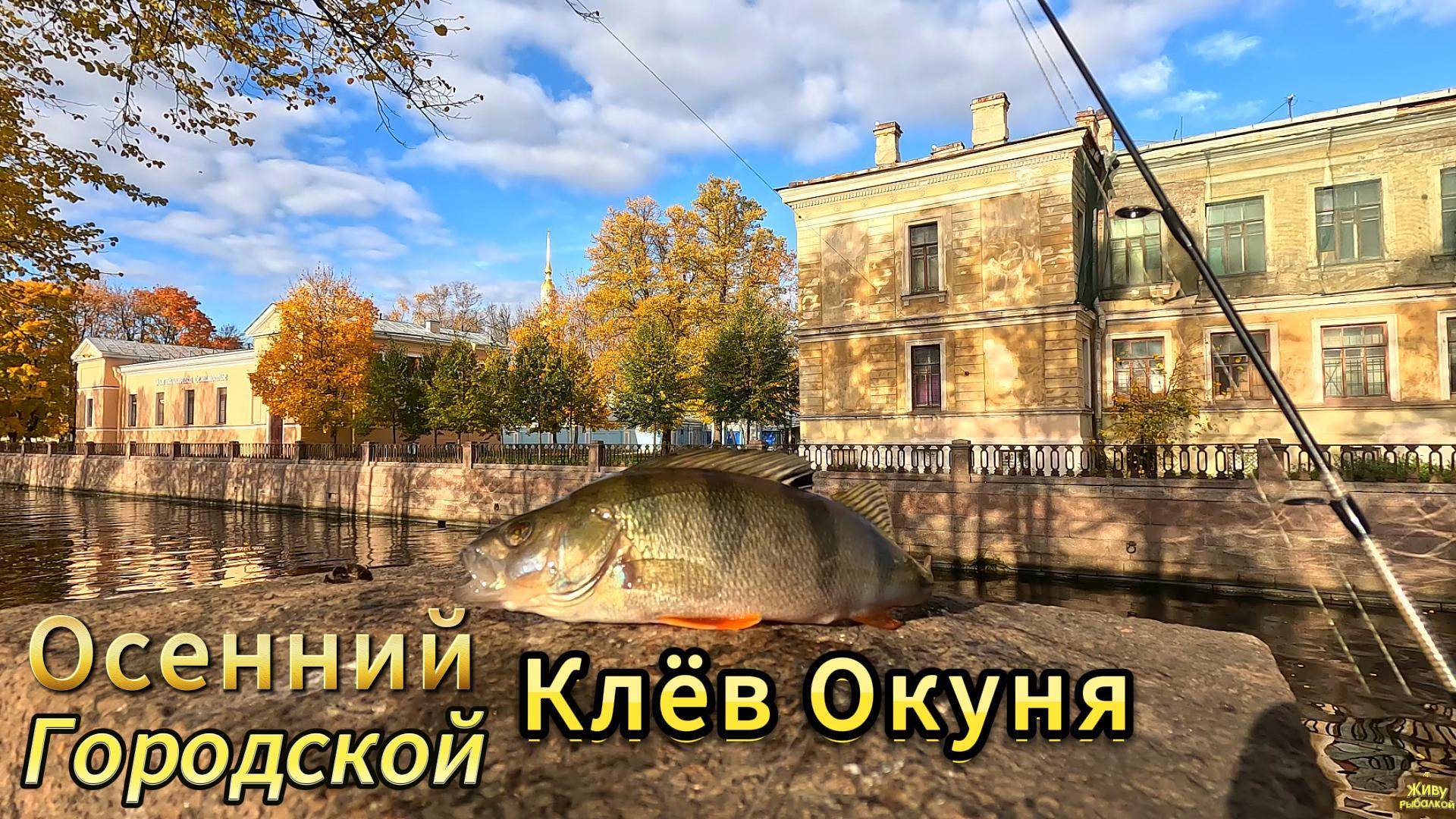 Осенний Октябрьский Городской Клёв Окуня РЫБАЛКА СТРИТФИШИНГ ОСНАСТКА ДРОПШОТ ОТВОДНОЙ ФОНТАНКА