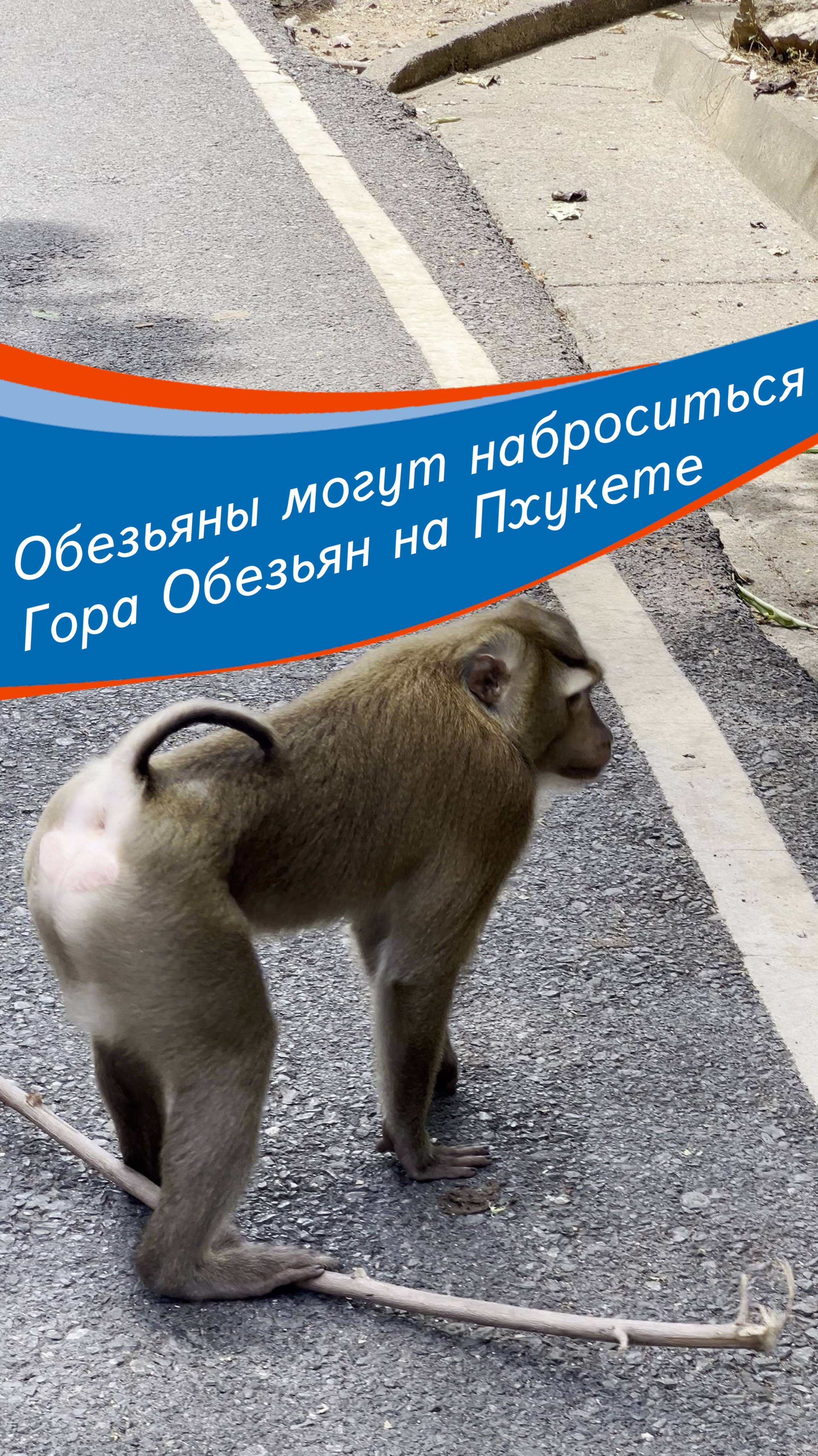 Не расслабляйтесь с обезьянами на Горе Обезьян на Пхукете