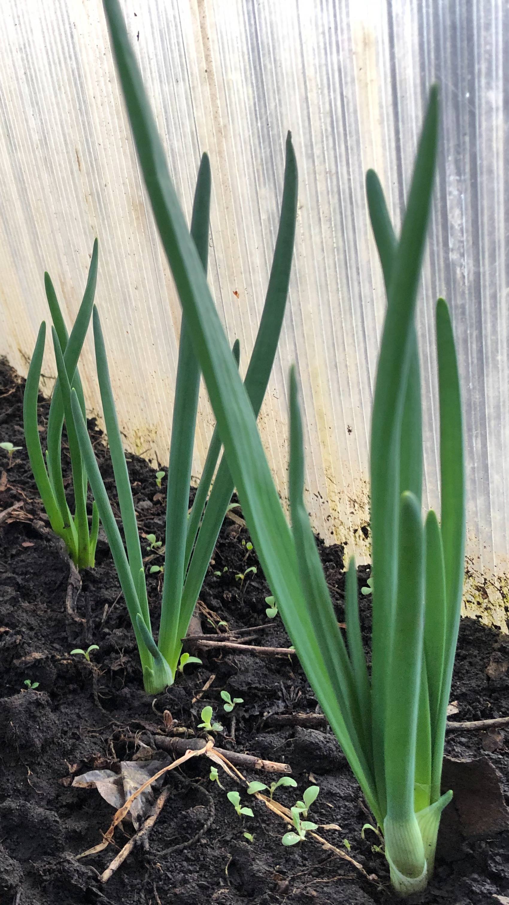 ЕЩЕ НЕ ПОЗДНО посадить лук для полученияРАННЕЙ СОЧНОЙ ЗЕЛЕНИ.