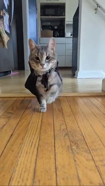 Верховный котокоммандующий