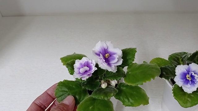 Комнатные растения/цветы. Две очень красивые фиалки.