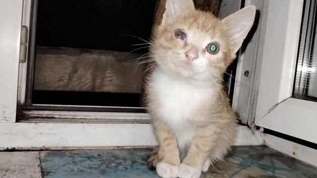 Коты скандалисты и обычный день из жизни с животными