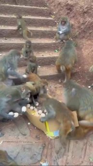 Завтрак обезьян 😊