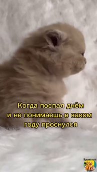 Клип @meowtaverse