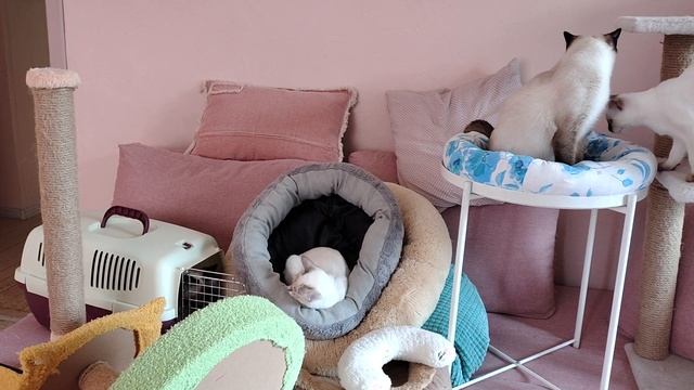 Самые лучшие помощники в уборке