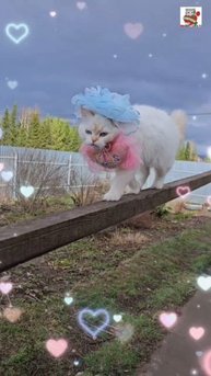 Ты Великолепен 😇🌈💓🙏😻