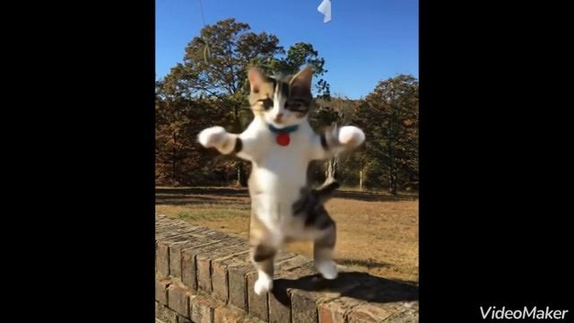 Cute cat dance💃 #dance #cat #video #viral video