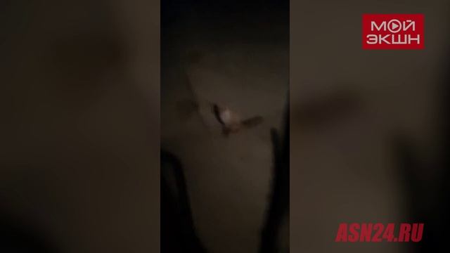 «Приходи завтра!»: сговорчивая лиса встретилась амурчанину на вахте на севере области