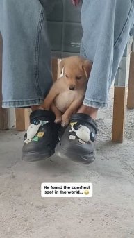 Смешные животные
