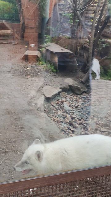 Белый песец