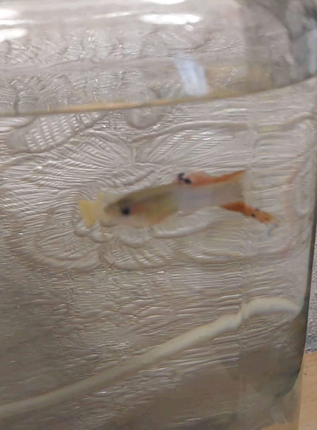 Рыбки гуппи