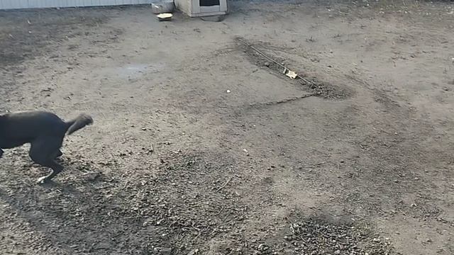 22-10-2025 Утро начинается, хозяйство просыпается.