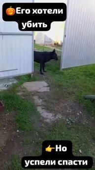 Его хотели уничтожить в отлове ,но успели спасти.