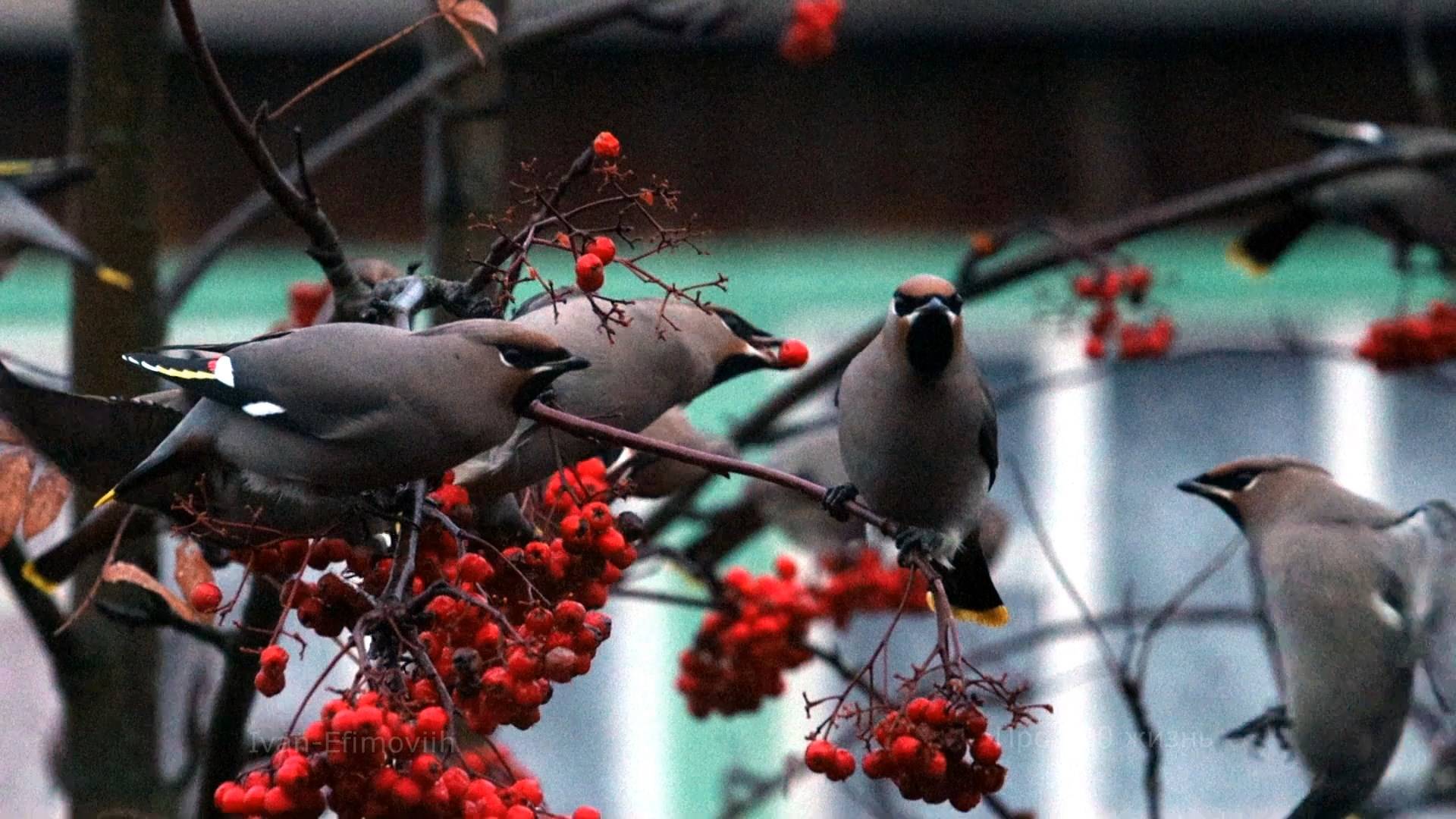 Гостей не ждал.
