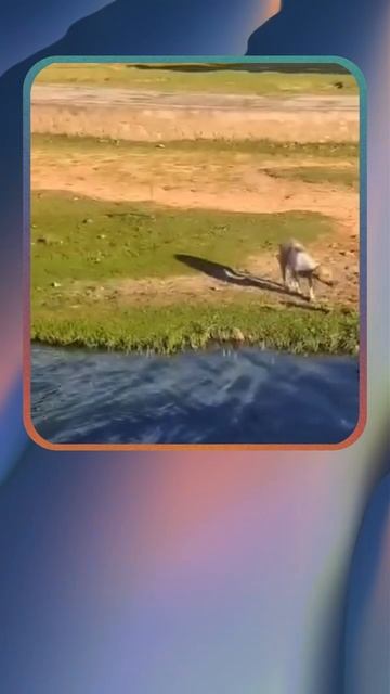 Она уже была пасти крокодила…но случилось чудо