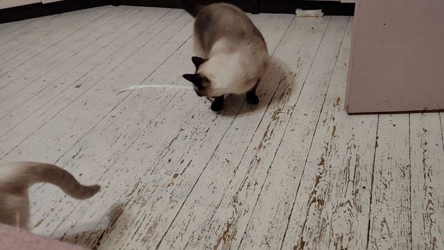 Зайка пришла поиграть с палочкой, но ей помешали