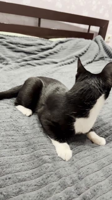 Домашние животные - 2025