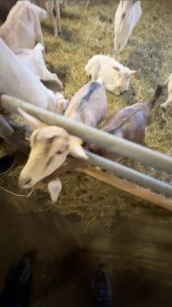 Козья ферма