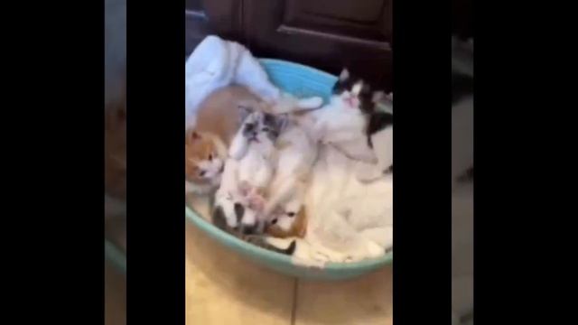 Видео от МЯУтаверс – как метавселенная, но с котами