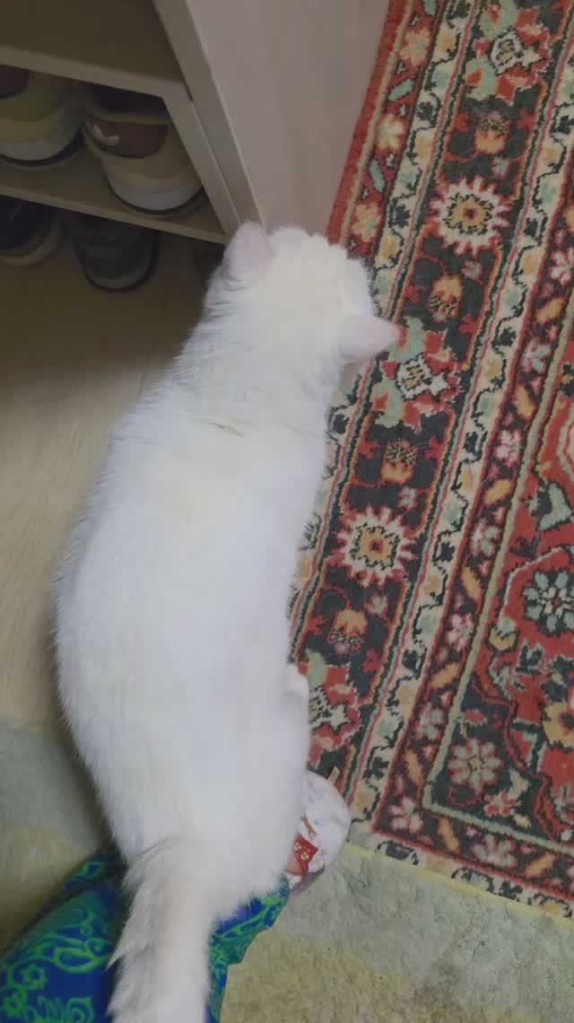 Явился кот домой😊❤️#кот #дом #любовь