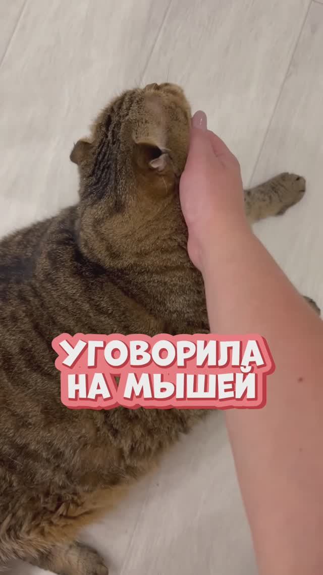 Неси своих мышей, попробуем😀