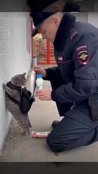 Досмотр кота.