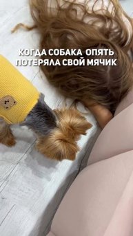 #котики #кошка #киса #домашниеживотные #кошки #пес #собакадругчеловека #собака #собаки #щенок #мимим