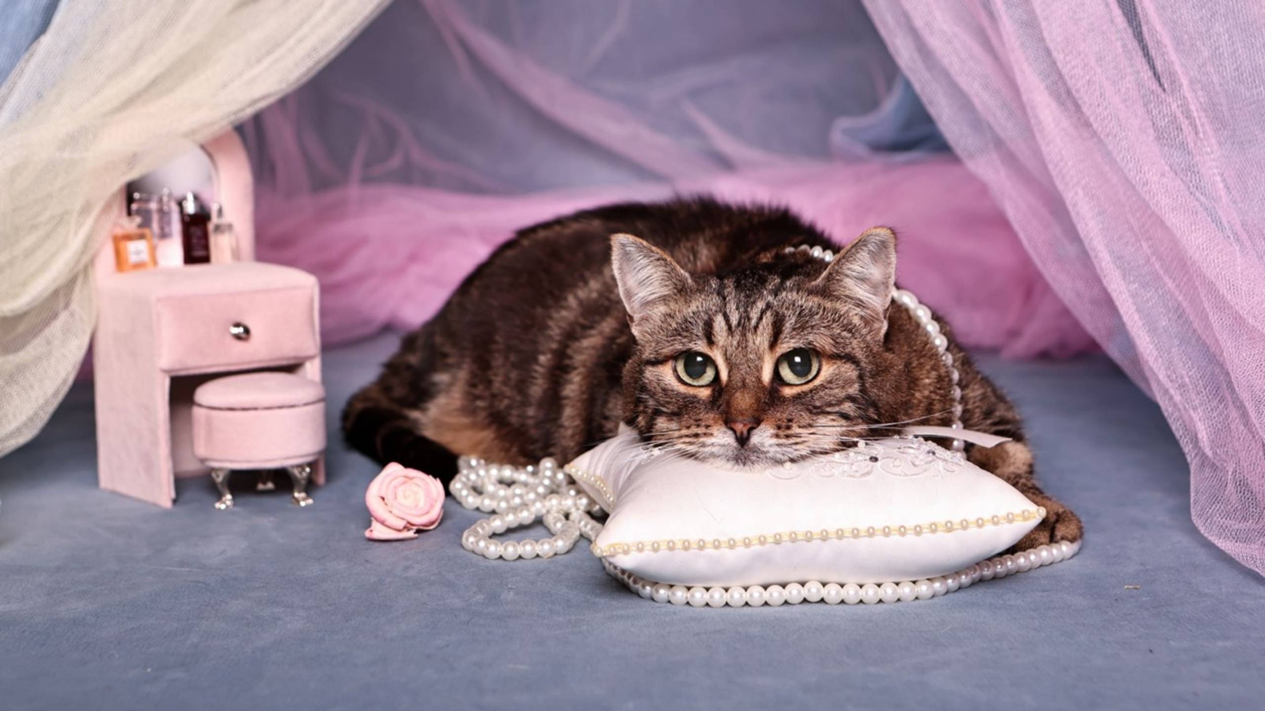 Кошка Шанти на фотосессии ❤️ #кошкафотосессия #кошкавдом