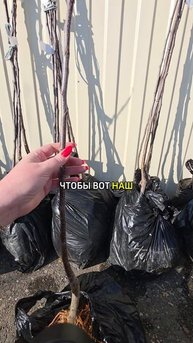 Как правильно  высаживать  саженцы  плодовых  деревьев