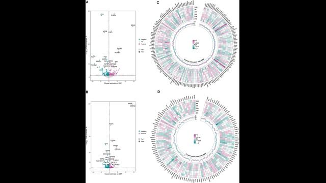Как белки крови FGF5 и FURIN вызывают гипертонию: Генетический детектив против инсультов и ИБС