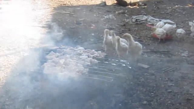 Прикол - куры и шашлык