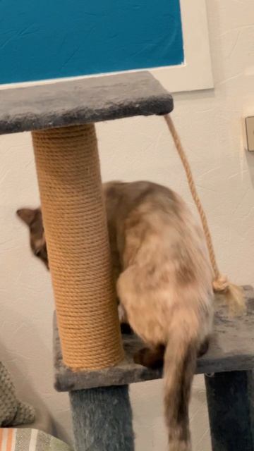 Сегодня в рубрике «Питомцы наших жителей» — история о кошке Асе, которая живёт у Станислава Куликова