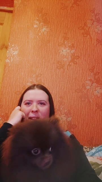 🔥LIVE: Шпиц впервые увидел зеркало и начал войну! #шпиц #щенокшпица #померанскийшпиц #pomeranian #p