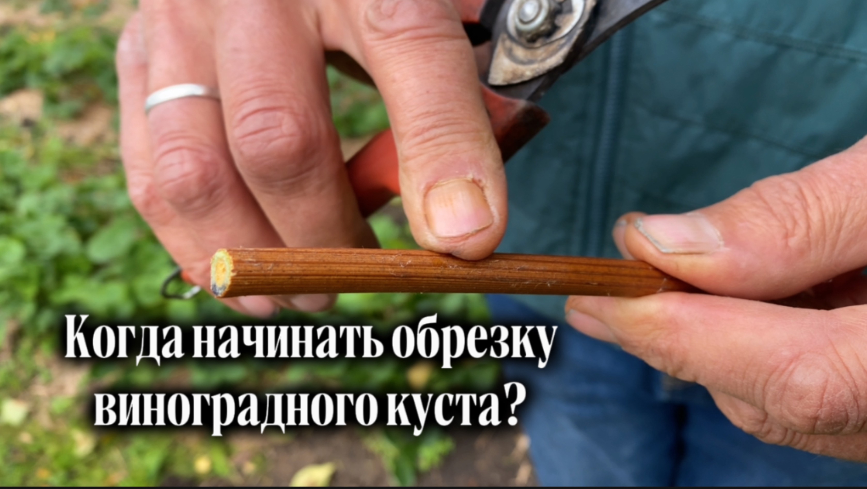 Когда начинать обрезку виноградного куста?