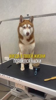 Жизнь с хаски - это ❤️😀