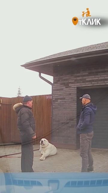 Выдержка алабая 🍴