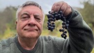 Виноград для начинающих. Часть 2