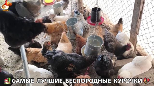 Цыплята и Курочки селяночки лучшие беспородные несушки 🥚 (363)